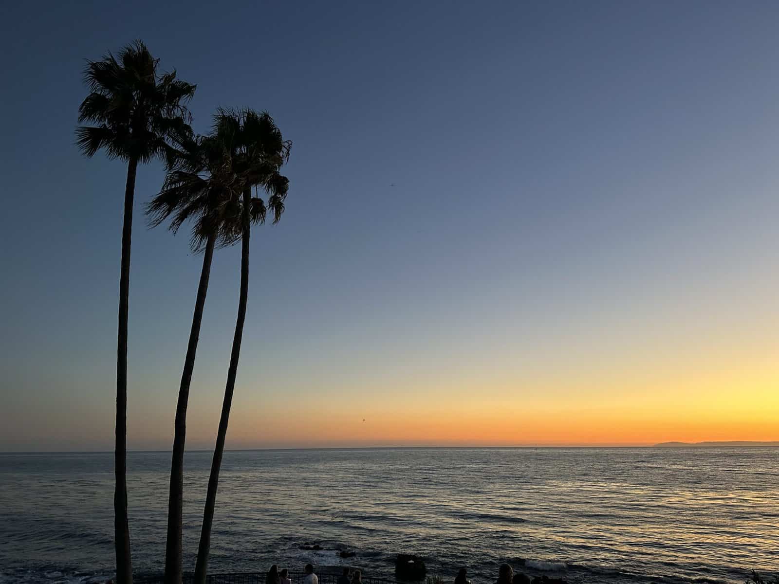 3 palm trees at sunset in Laguna Beach
