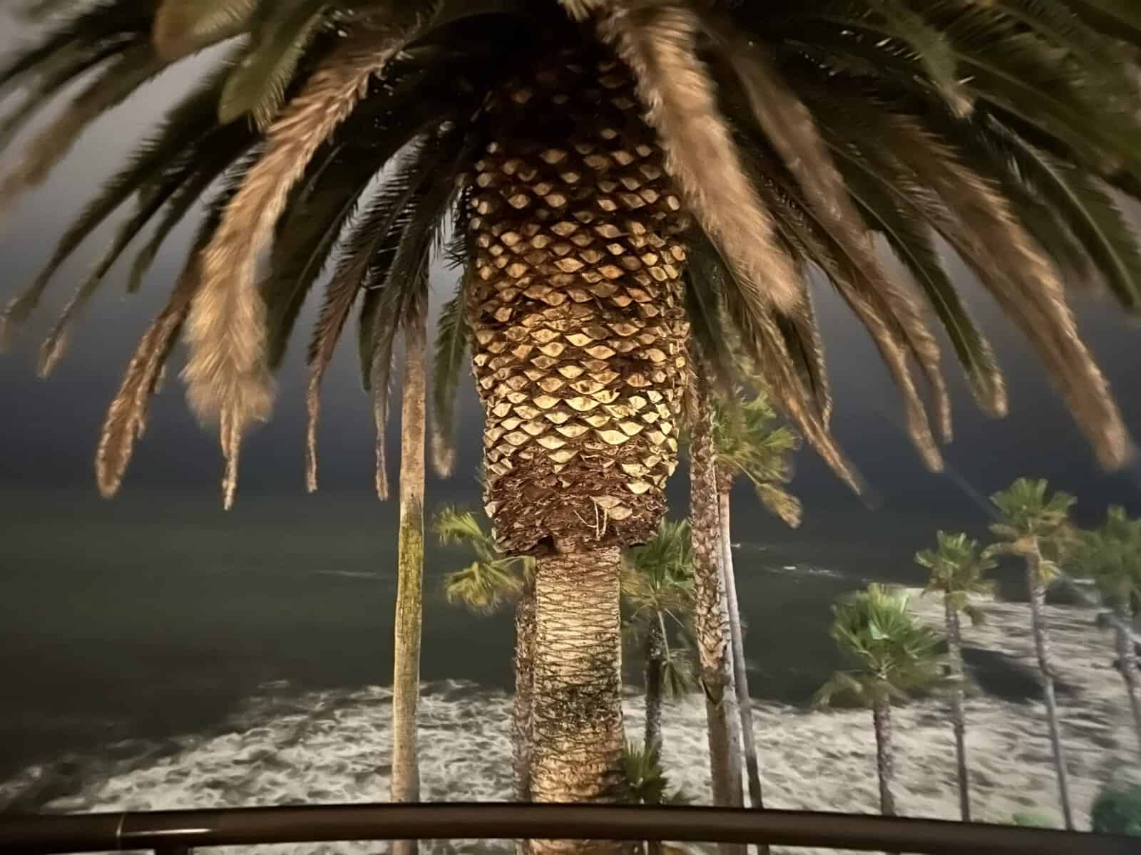 huge palm tree at night in laguna Beach