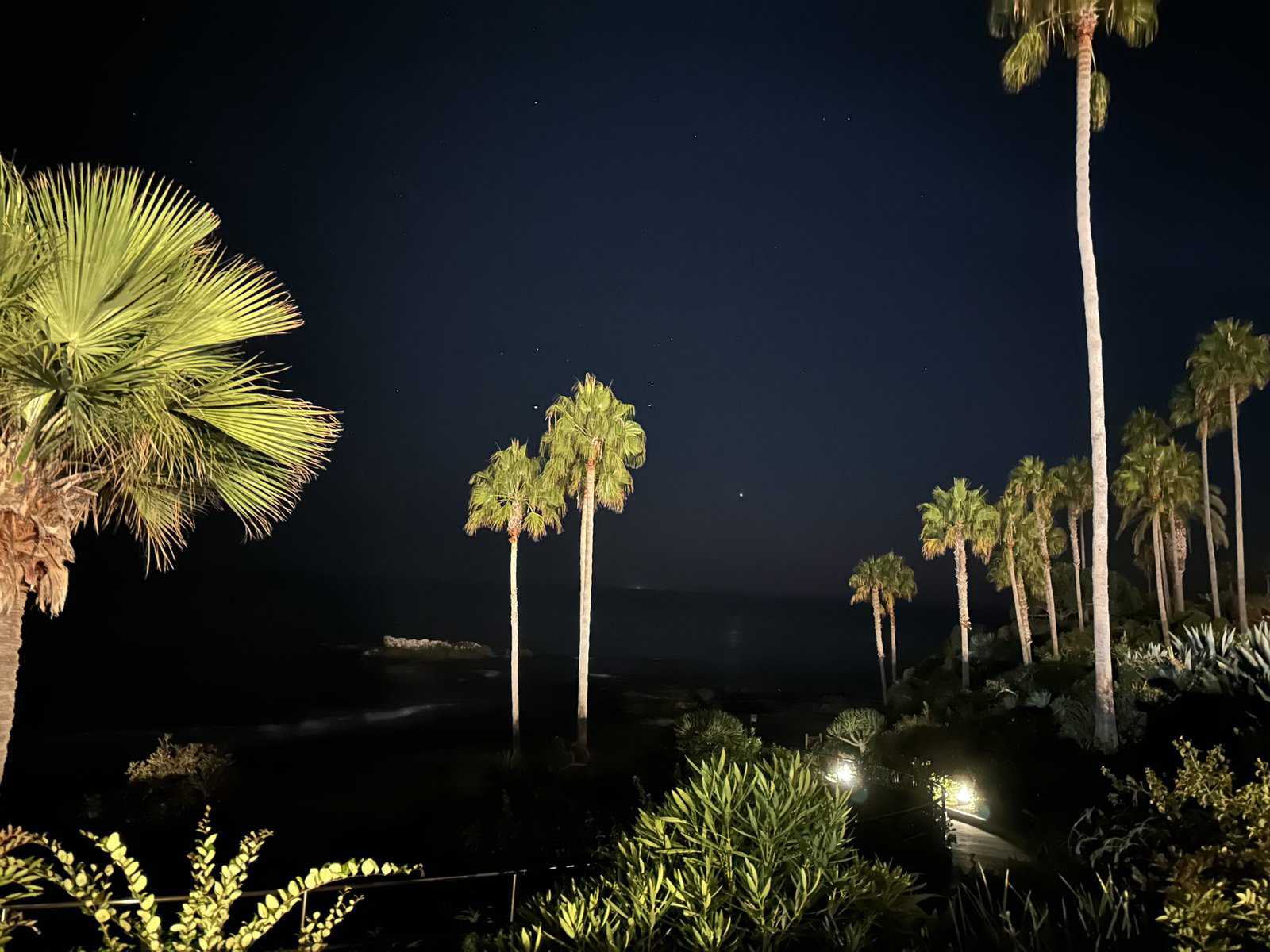 night picture of the palm trees in Laguna Beach