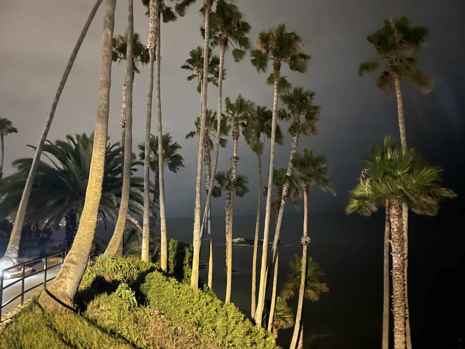 palm trees at night by the walking pat in Laguna Beach