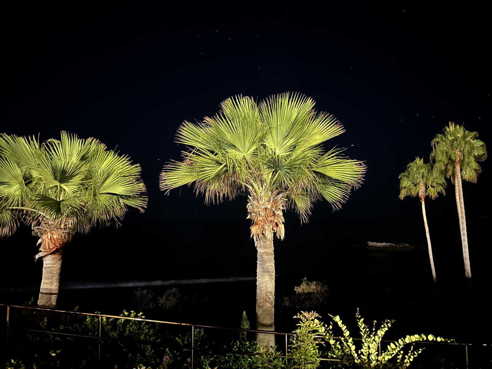 palm trees at night in Laguna Beach