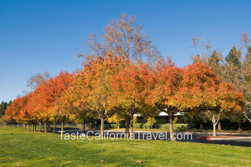 fall colors in sunnyvale