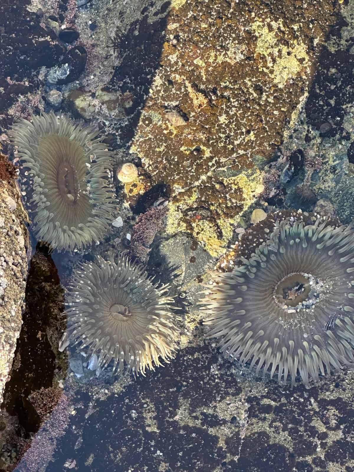 tide pool area in Victoria Beach