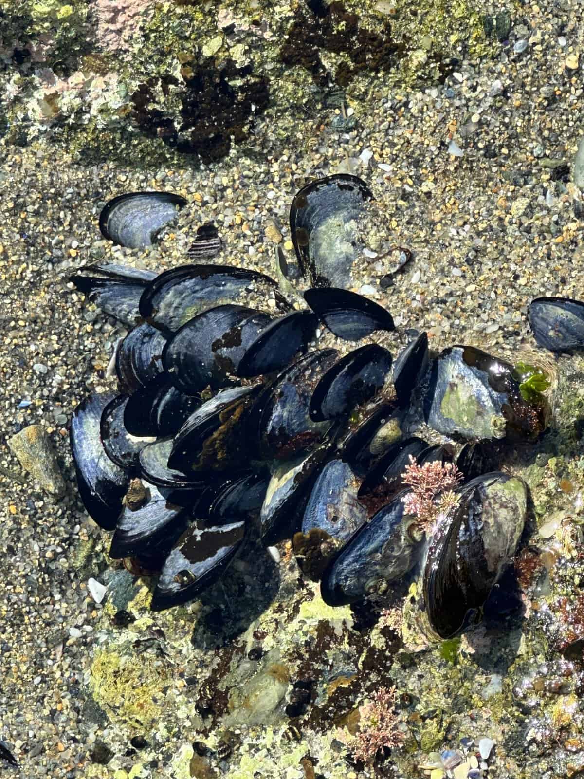 tide pool finds at Victoria Beach