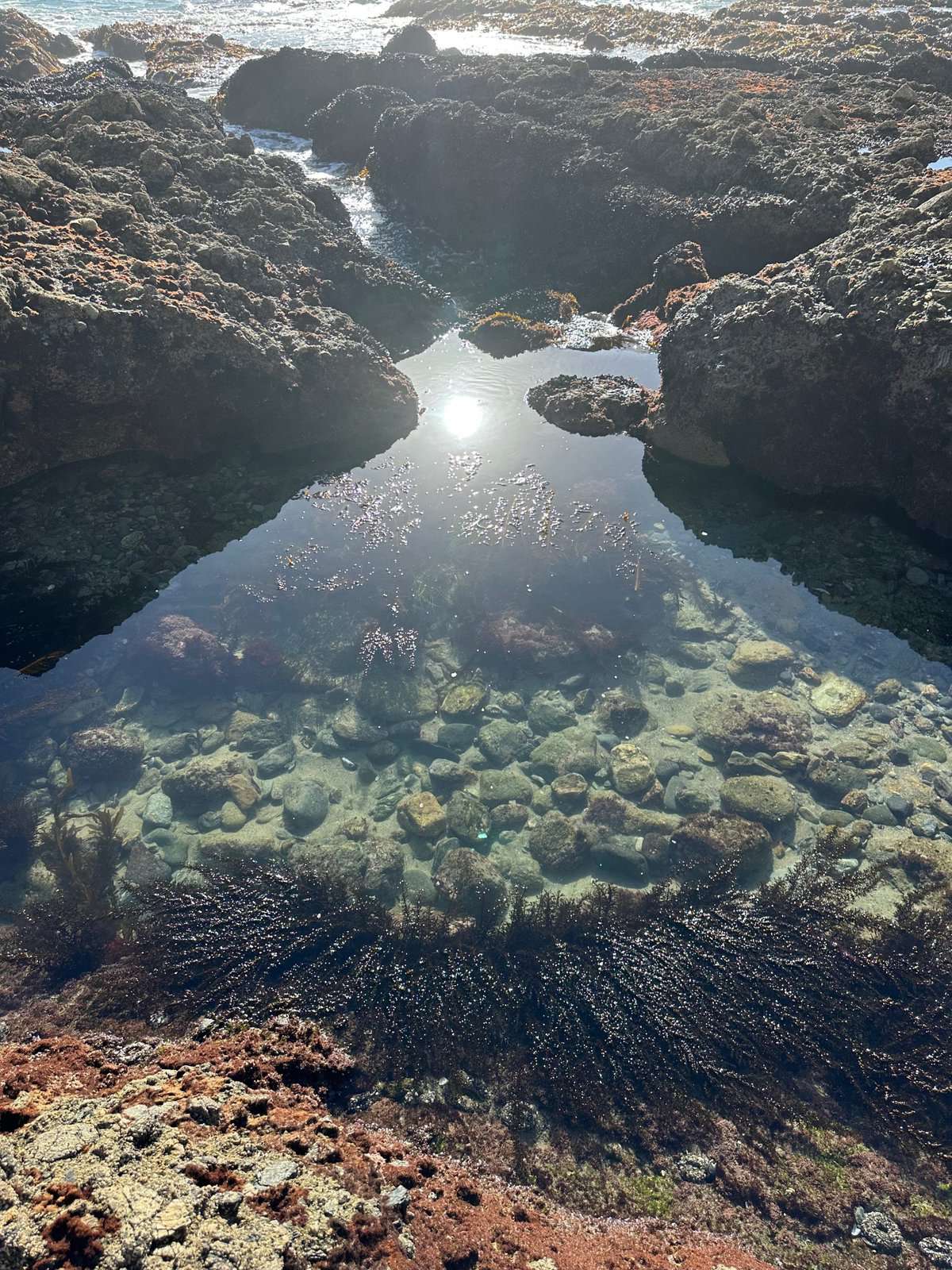 tide pools at Victoria Beach in Laguna Beach