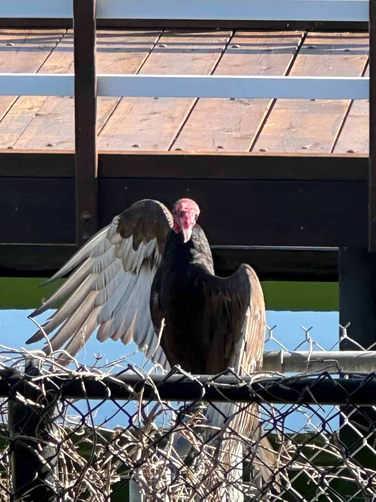 Turkey Vulture at the Mission Viejo Lake