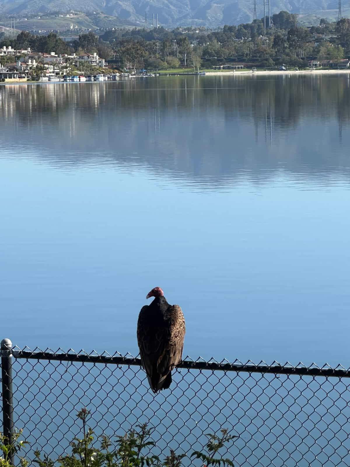 Turkey Vulture at the Mission Viejo Lake