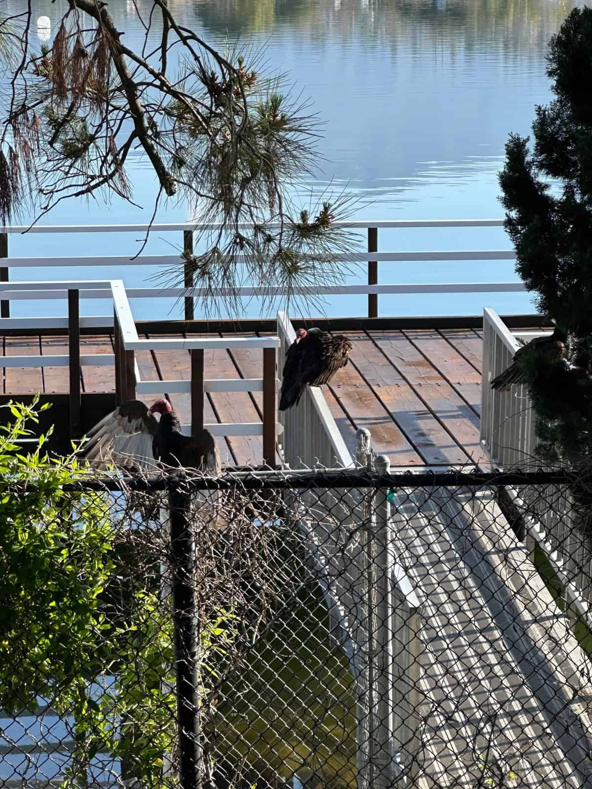 Turkey Vultures at the Lake Mission Viejo