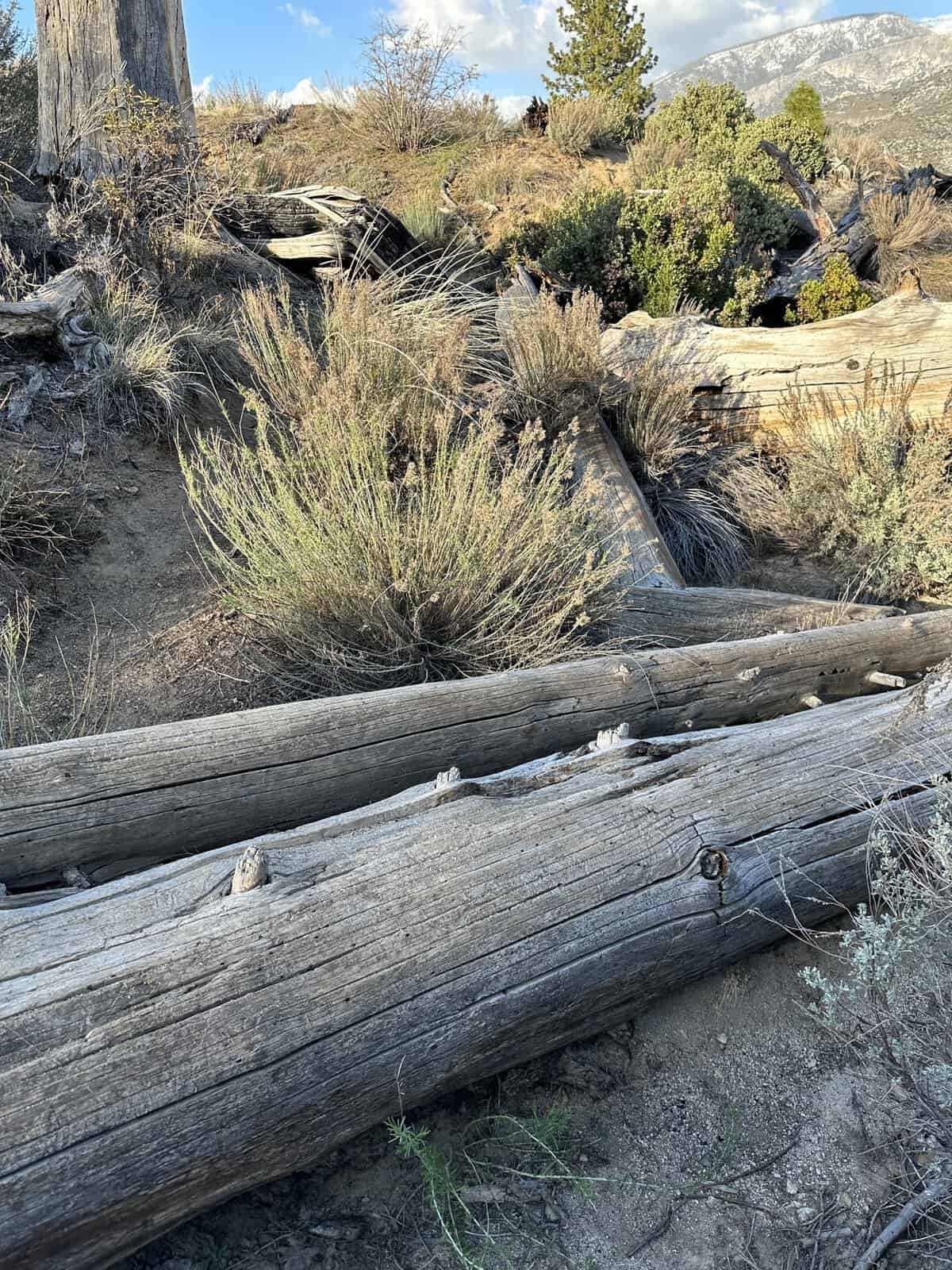 fallen trees on the trail to teacups