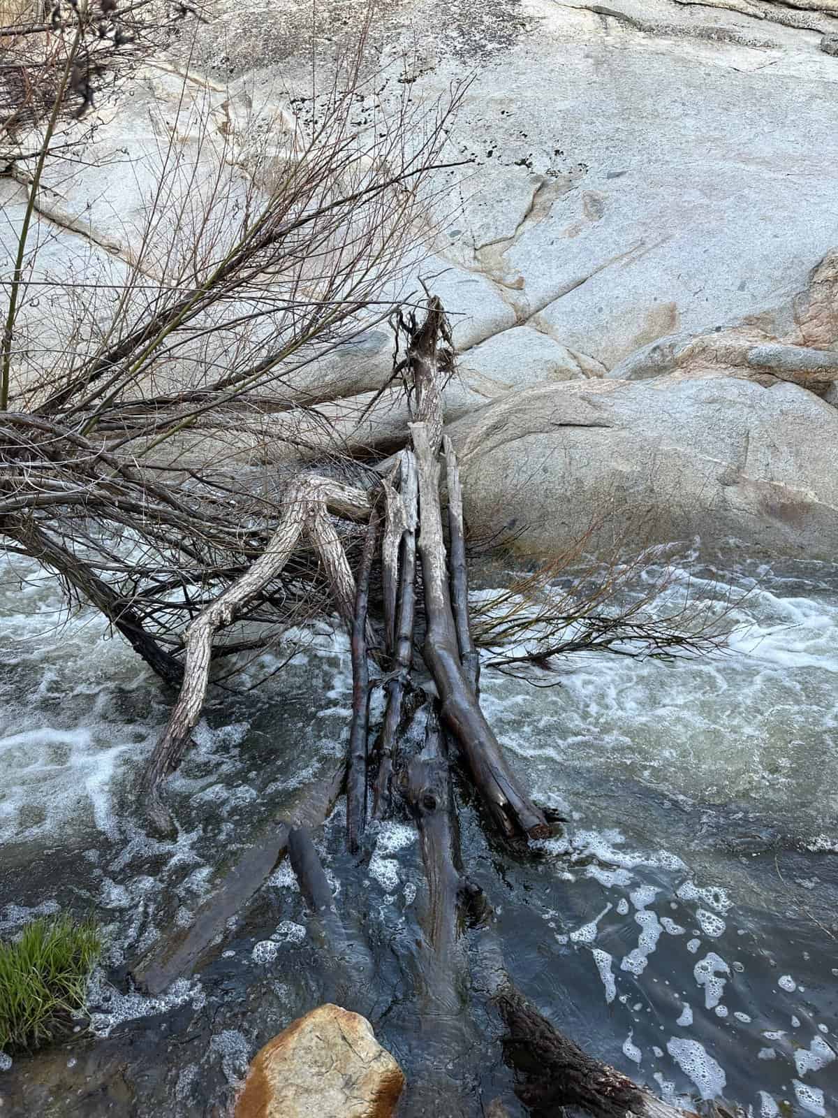 makeshift bridge out of logs to the seven teacups