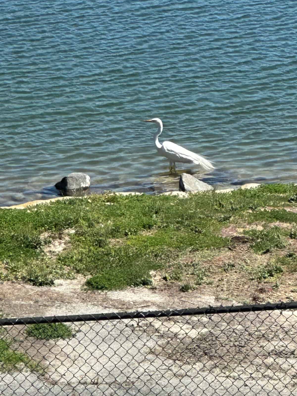 stork at the Mission Viejo lake
