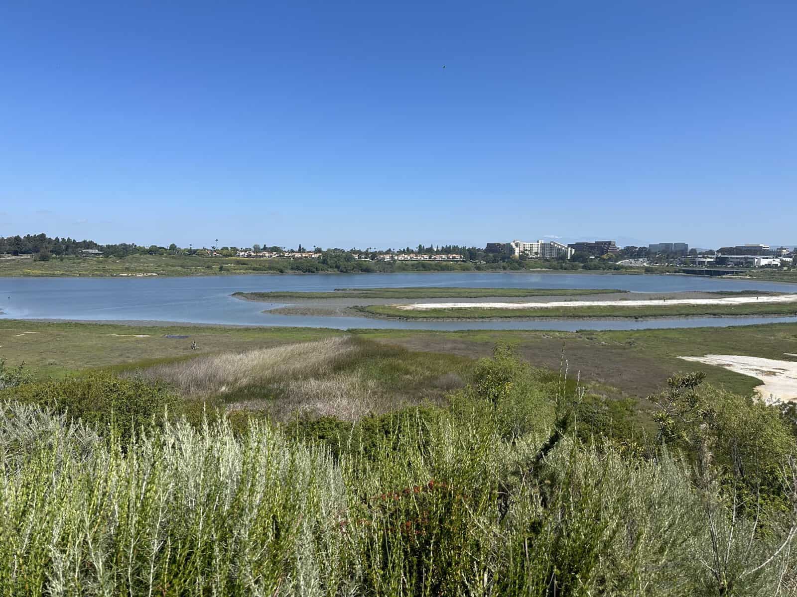 wetlands in back bay trail in newport beach